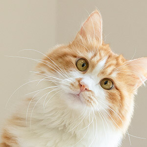 疫情延期上班期间公司办停薪留职该咋办,律师来解答