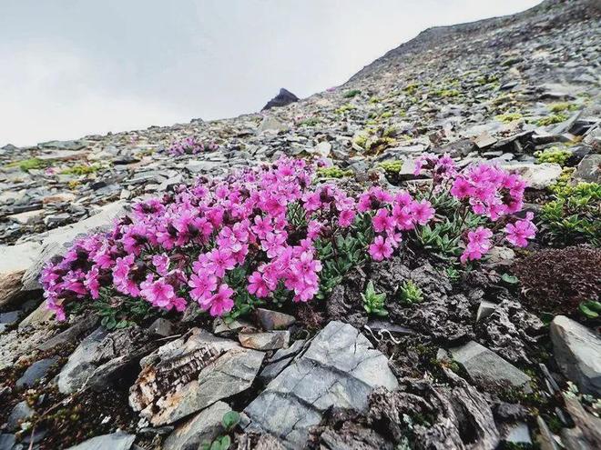 高考地理:植被特征考点全解析,气候地形等要素综合分析