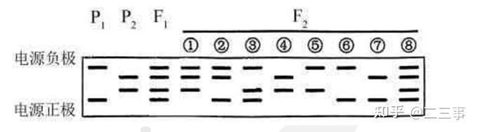 2024年高考生物（山西、河南等）选择题及答案解析
